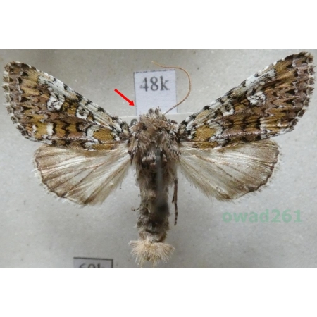 Crypsedra gemmea (Treitschke, 1825) Czech48k